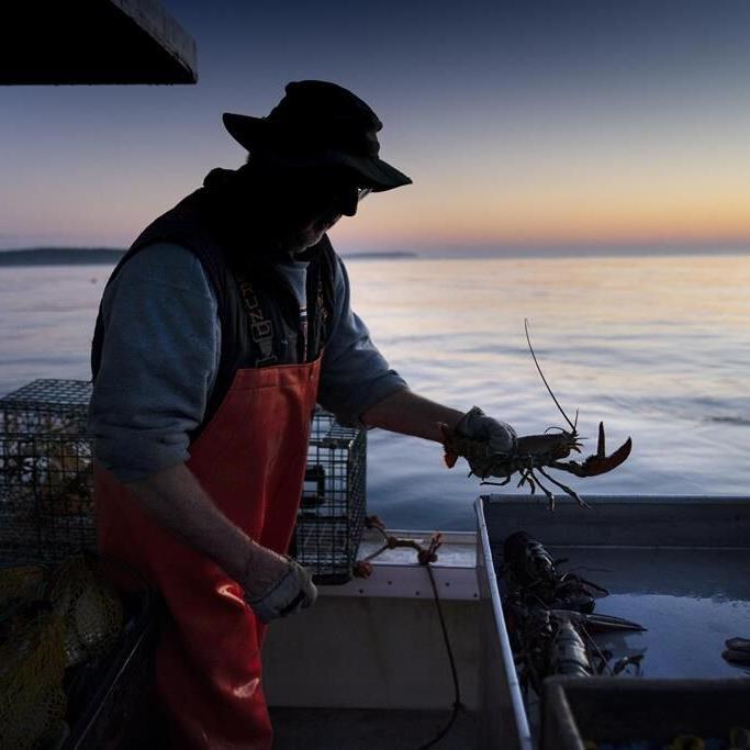 Lobster catch dips to lowest level since 2009 as fishers grapple with climate change, whale rules